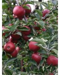 Malus domestica ‘Black Prince’